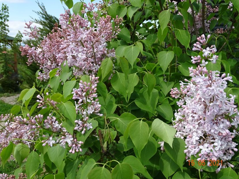 syringa California Rose - Dobarland 2021 2