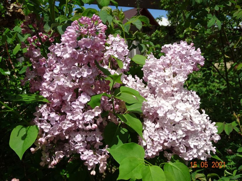 syringa Maiden's Blush - Dobarland 2021 2