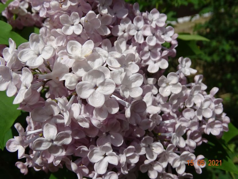 syringa Maiden's Blush - Dobarland 2021 2