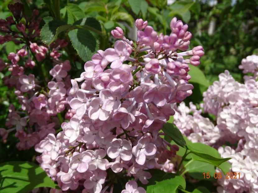 syringa Maiden's Blush - Dobarland 2021 2