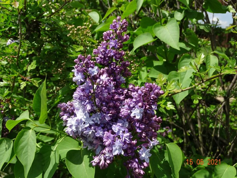syringa Nadezhda - Dobarland 2021 2