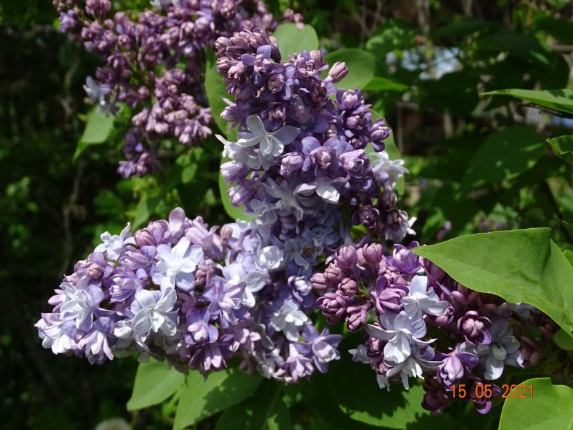 syringa Nadezhda - Dobarland 2021 2