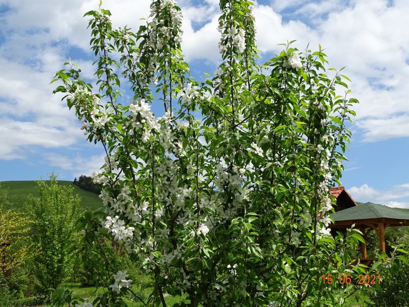 malus John Dawney - Dobarland 2021 2