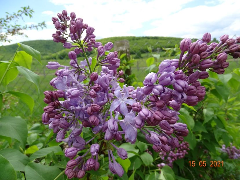 syringa Marechal Foch - Dobarland 2021 2