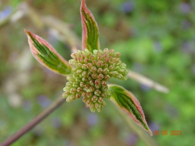 cornus controversa Goldstar - Dobarland 2021 2