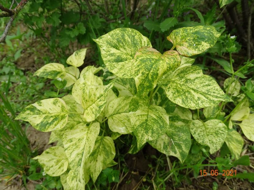 syringa aucubaefolia - Dobarland 2021 2