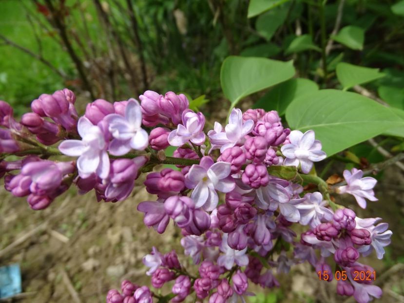 syringa Pavlinka - Dobarland 2021 2