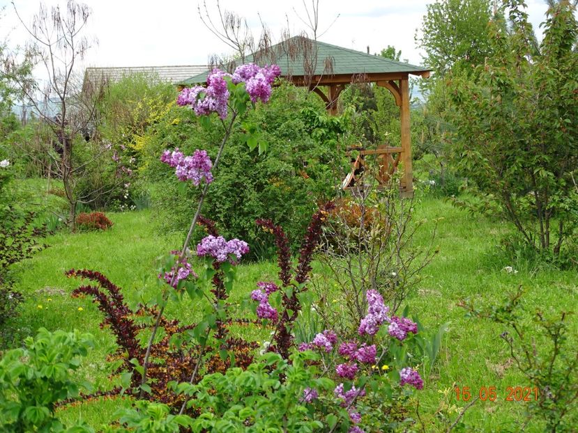 syringa Hortensja - Dobarland 2021 2