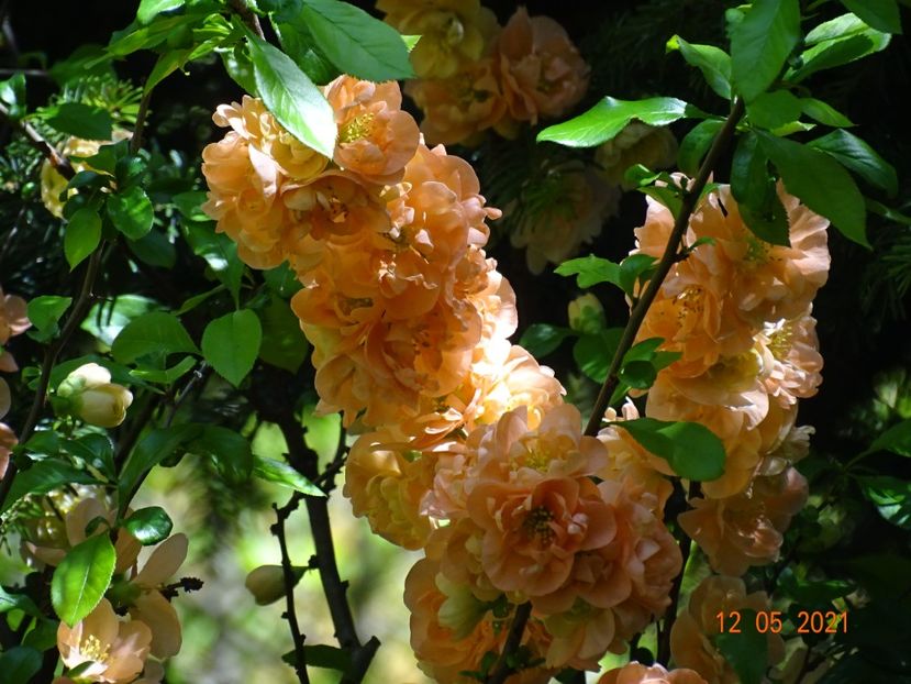  - Copacei si arbusti 2021