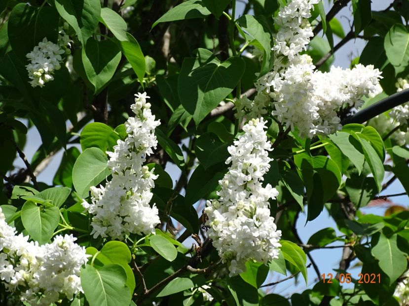  - Copacei si arbusti 2021