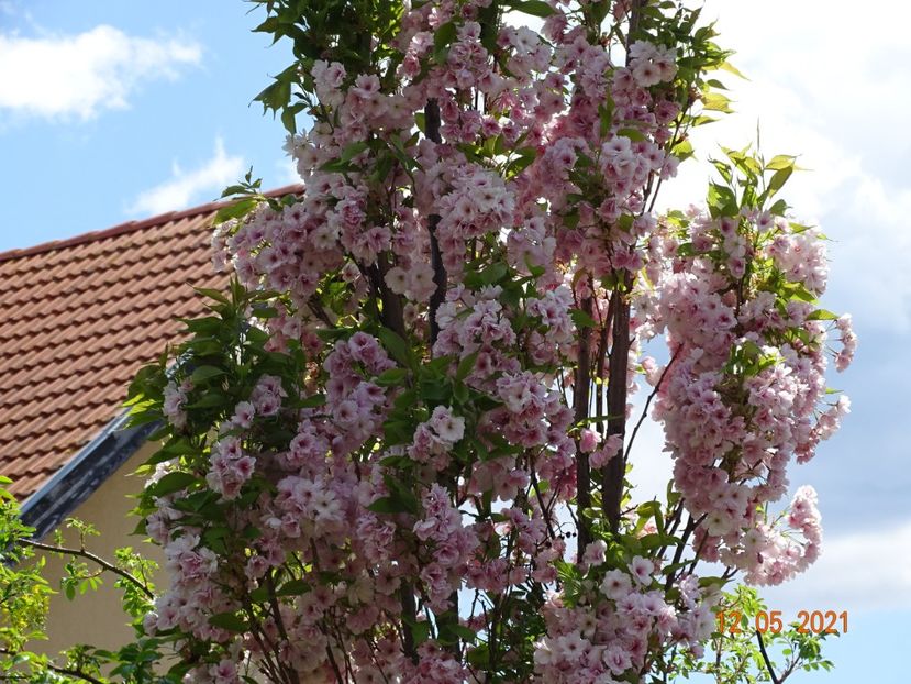  - Copacei si arbusti 2021