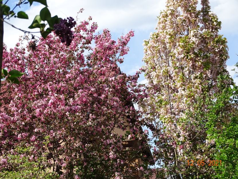  - Copacei si arbusti 2021