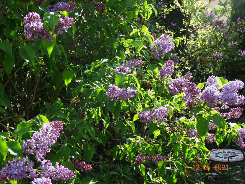  - Copacei si arbusti 2021