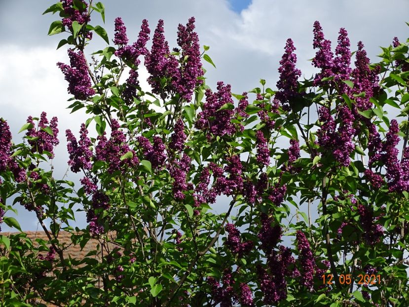  - Copacei si arbusti 2021