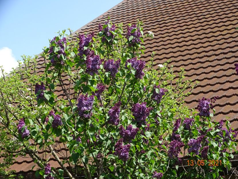  - Copacei si arbusti 2021