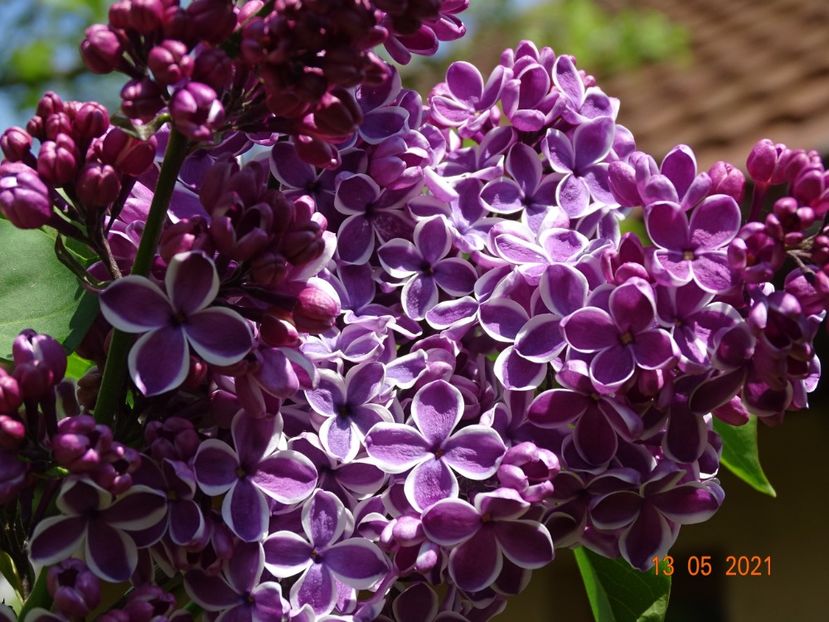  - Copacei si arbusti 2021