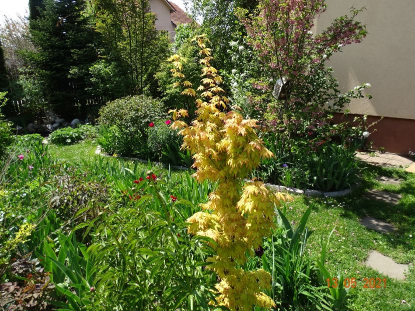  - Copacei si arbusti 2021