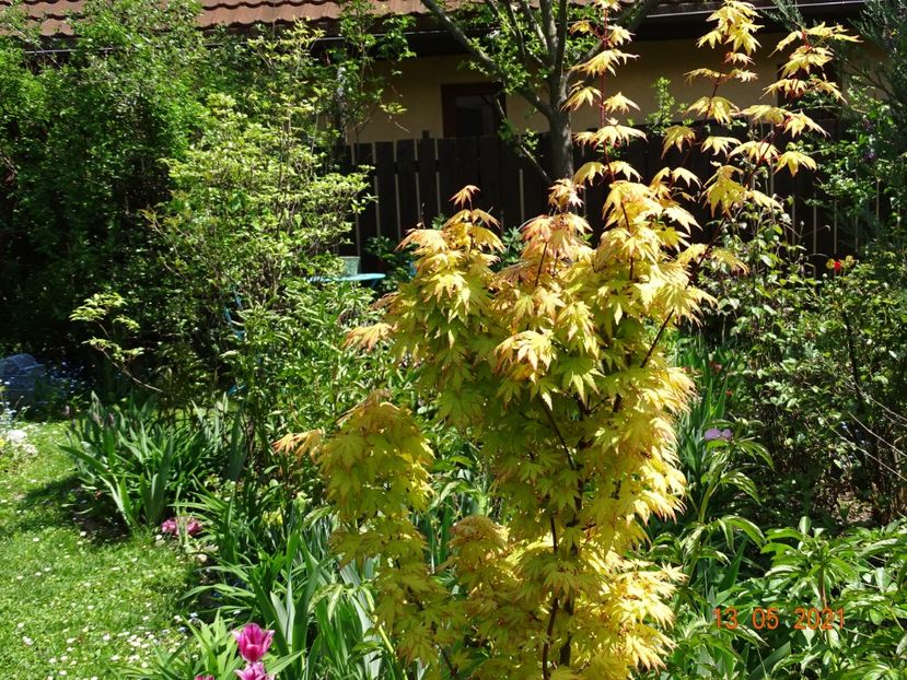  - Copacei si arbusti 2021