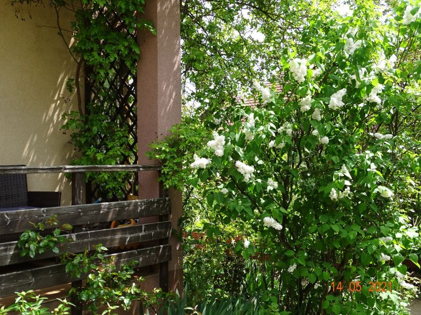  - Copacei si arbusti 2021