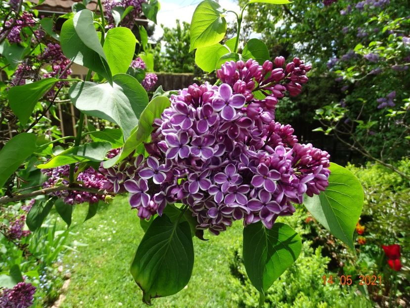  - Copacei si arbusti 2021