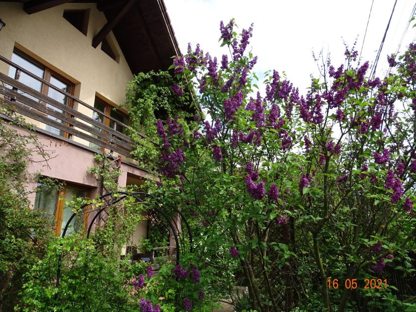  - Copacei si arbusti 2021