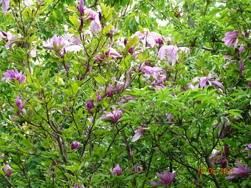  - Copacei si arbusti 2021