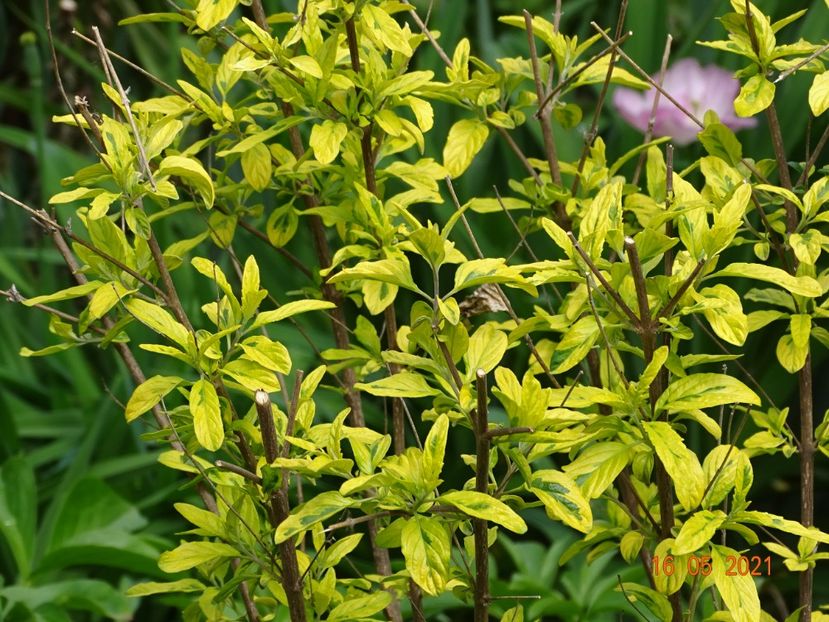  - Copacei si arbusti 2021