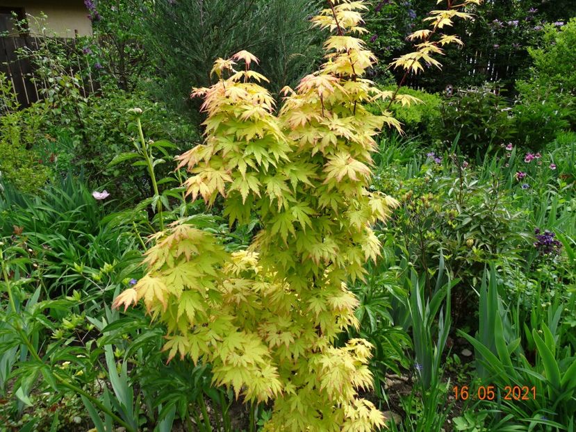  - Copacei si arbusti 2021