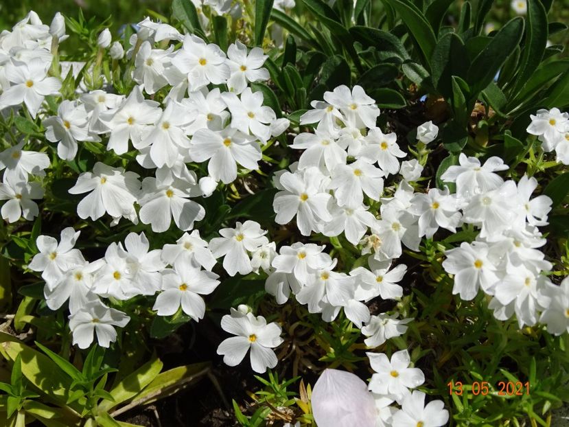  - Phlox 2021