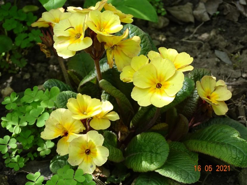  - Primule 2021