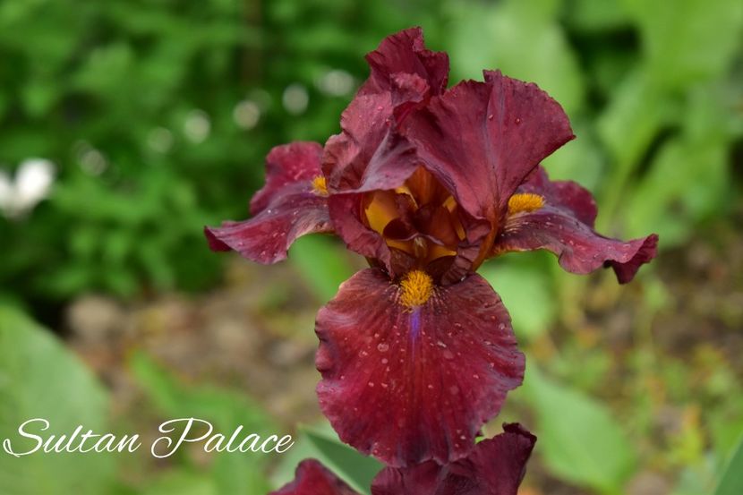 AddText_05-18-02.34.12 - Iriși 2021