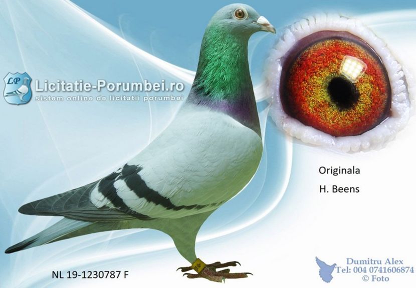  - Achizitii porumbei -2021