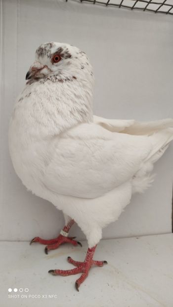 M 2020 vandut - De vanzare kingi