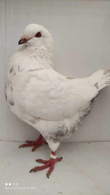 M 2020 vandut - De vanzare kingi