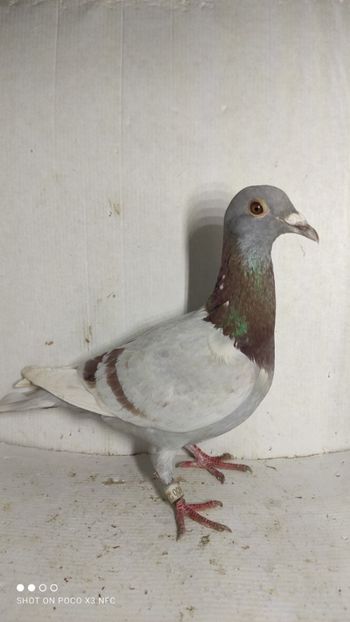 F 2020 vanduta - De vanzare voiajori 2