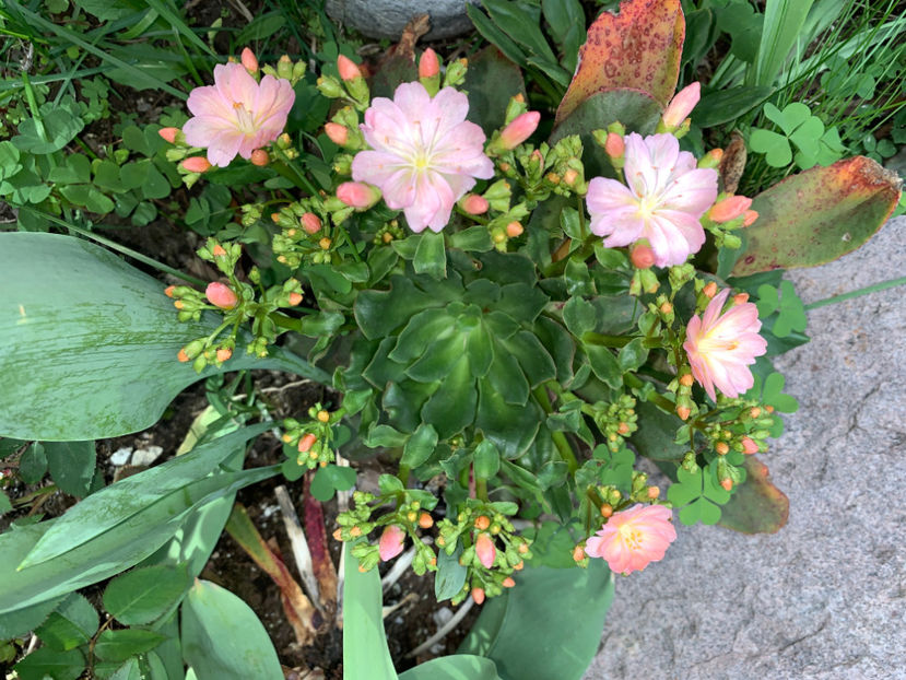  - Jurnalul gradinii 2021