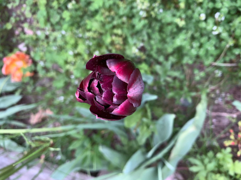  - Jurnalul gradinii 2021