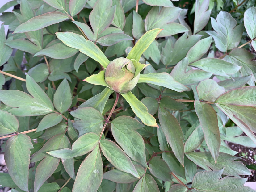  - Jurnalul gradinii 2021