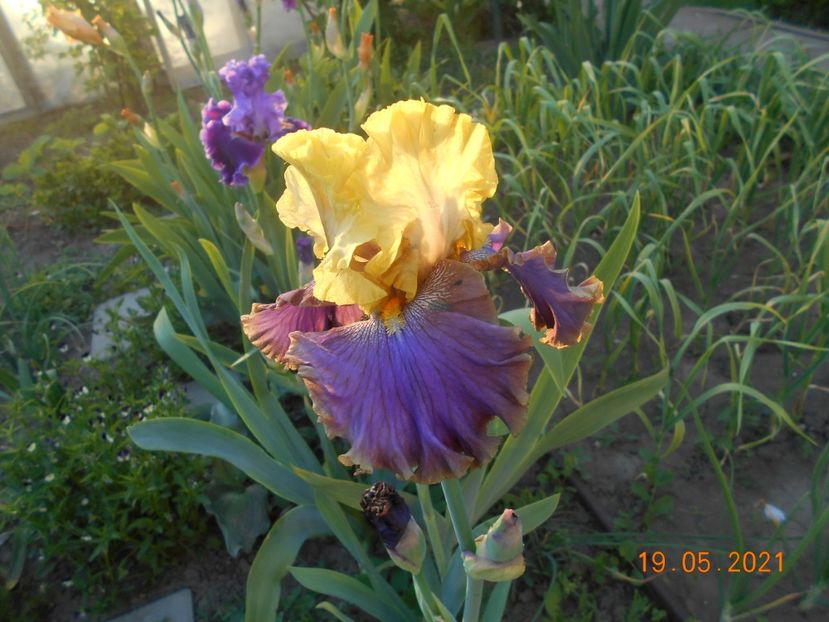 Garden Pleasure - 02 Irisi 2021