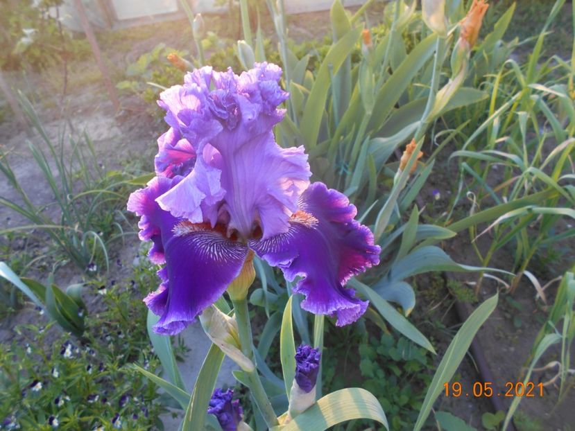 Louisa s Song - 02 Irisi 2021