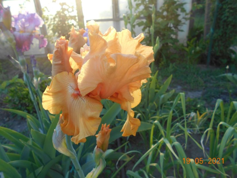 Good Show - 02 Irisi 2021