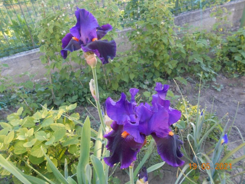 Local Color - 02 Irisi 2021