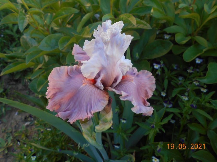 i m Dreaming - 02 Irisi 2021