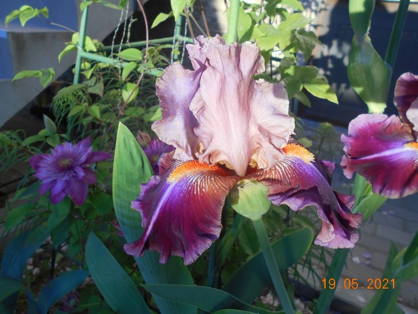 Outrageous - 02 Irisi 2021