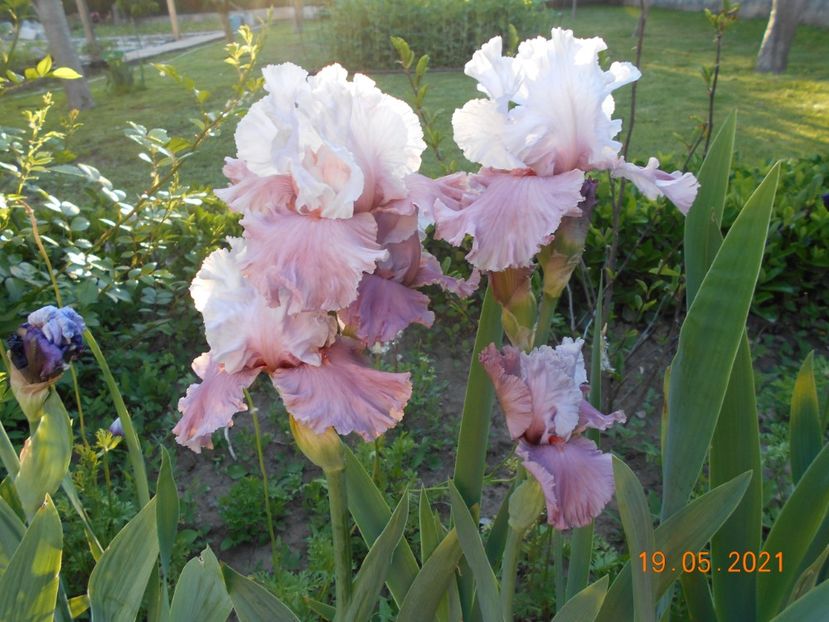 I m Dreaming - 02 Irisi 2021