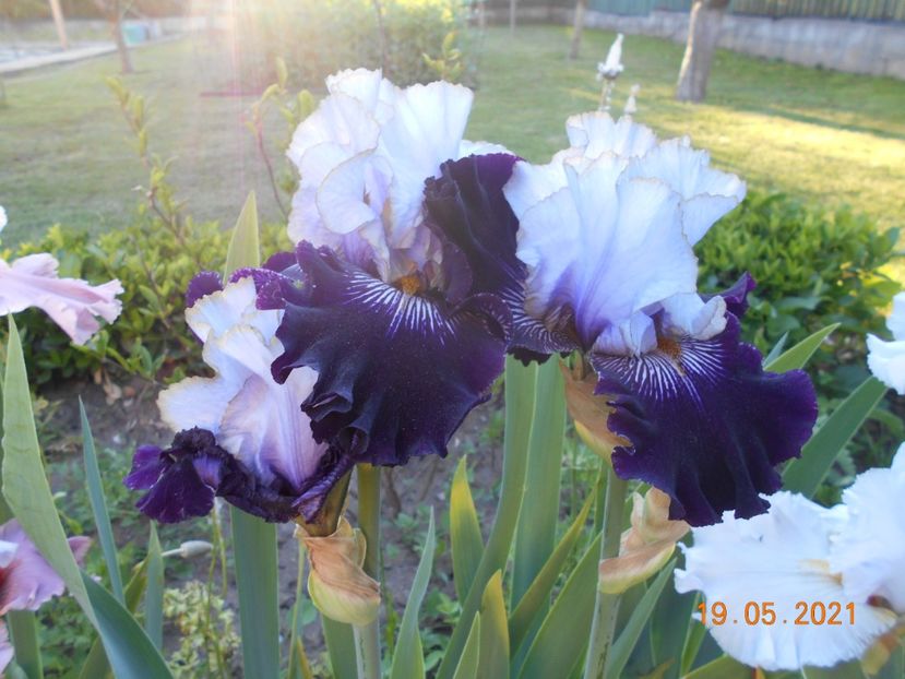 Juliusz Slovacki - 02 Irisi 2021