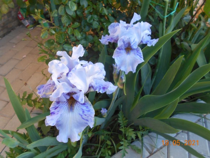 Broken Patern - 02 Irisi 2021