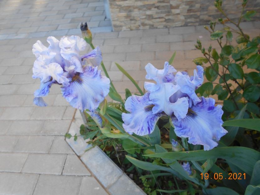 Broken Patern - 02 Irisi 2021