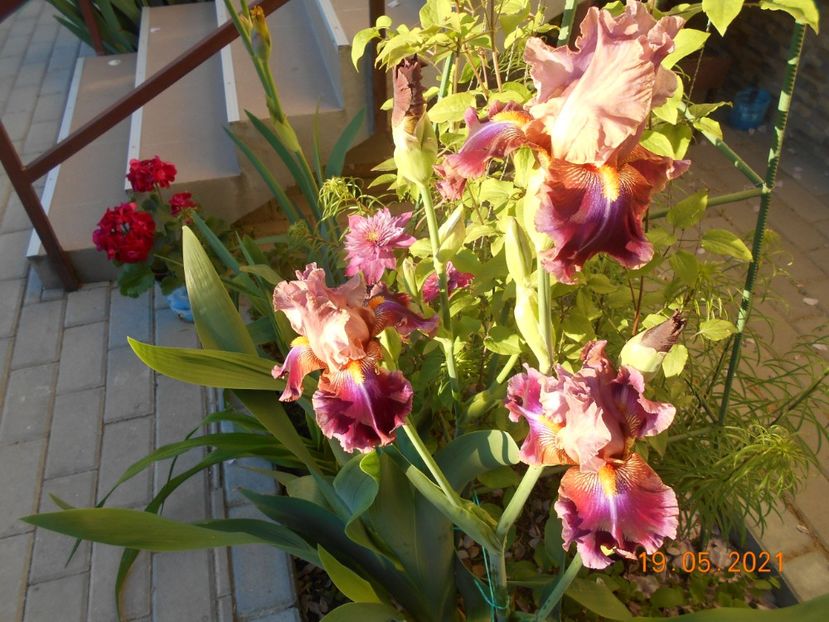 Outrageous - 02 Irisi 2021