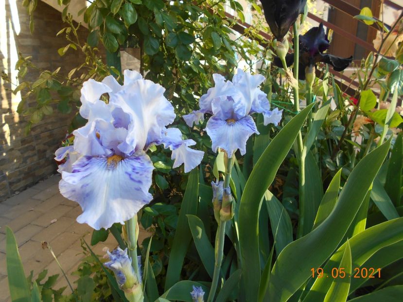 Broken Patern - 02 Irisi 2021